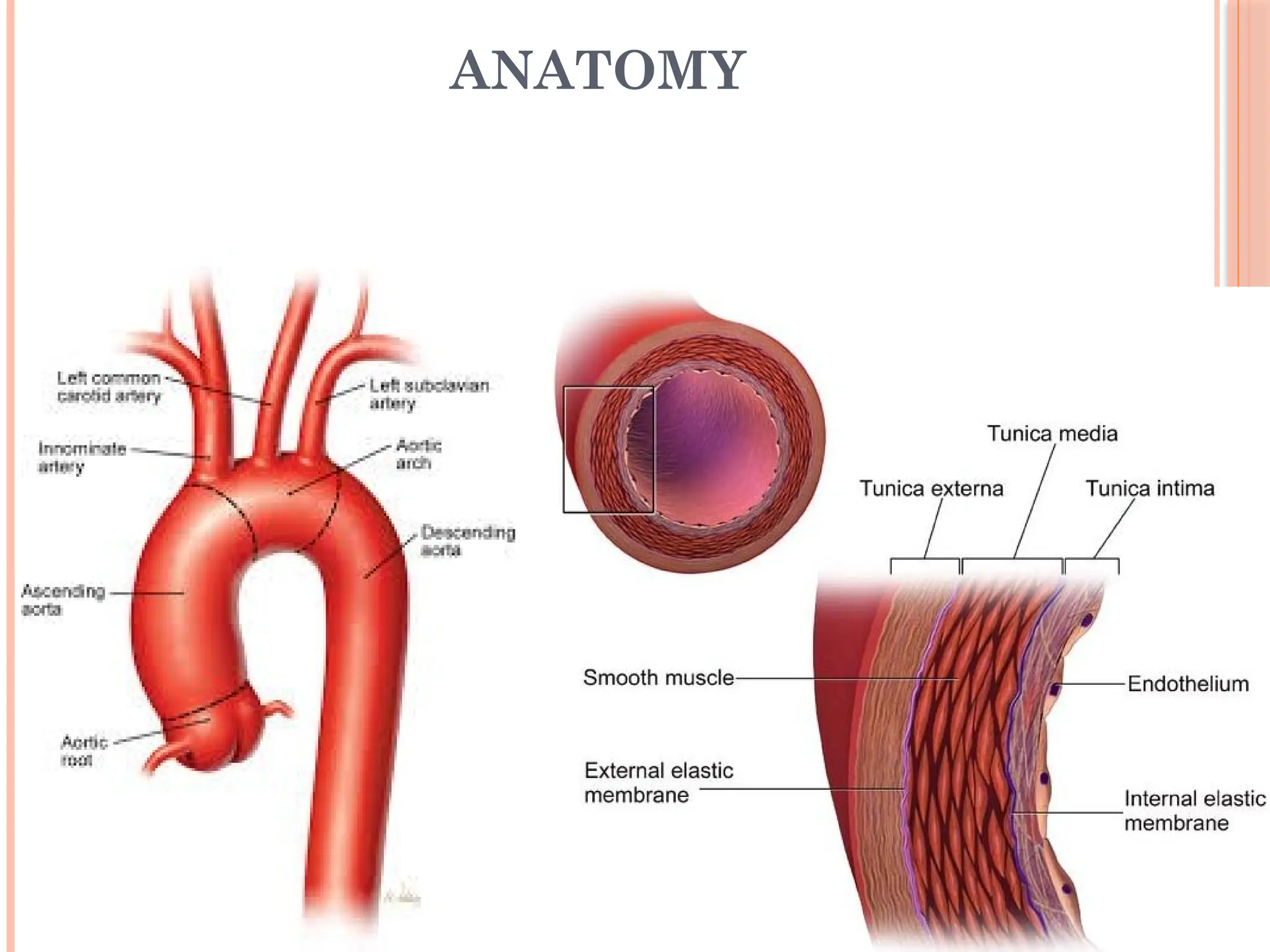 ANATOMY
 