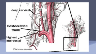 Aortic arch and upper extremities (Anatomy).pdf