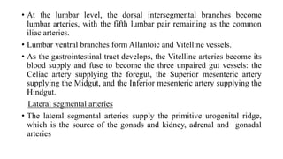• At the lumbar level, the dorsal intersegmental branches become
lumbar arteries, with the fifth lumbar pair remaining as the common
iliac arteries.
• Lumbar ventral branches form Allantoic and Vitelline vessels.
• As the gastrointestinal tract develops, the Vitelline arteries become its
blood supply and fuse to become the three unpaired gut vessels: the
Celiac artery supplying the foregut, the Superior mesenteric artery
supplying the Midgut, and the Inferior mesenteric artery supplying the
Hindgut.
Lateral segmental arteries
• The lateral segmental arteries supply the primitive urogenital ridge,
which is the source of the gonads and kidney, adrenal and gonadal
arteries
 