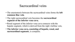 Sacrocardinal veins
• The anastomosis between the sacrocardinal veins forms the left
common iliac vein.
• The right sacrocardinal vein becomes the sacrocardinal
segment of the inferior vena cava.
• Renal segment of the inferior vena cava connects with the
hepatic segment, which is derived from the right vitelline vein,
• The inferior vena cava, consisting of hepatic, renal, and
sacrocardinal segments, is complete.
 