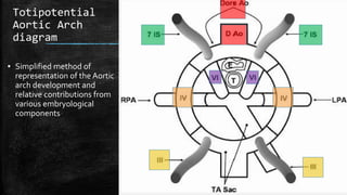 Aortic arch anomalies | PPTX
