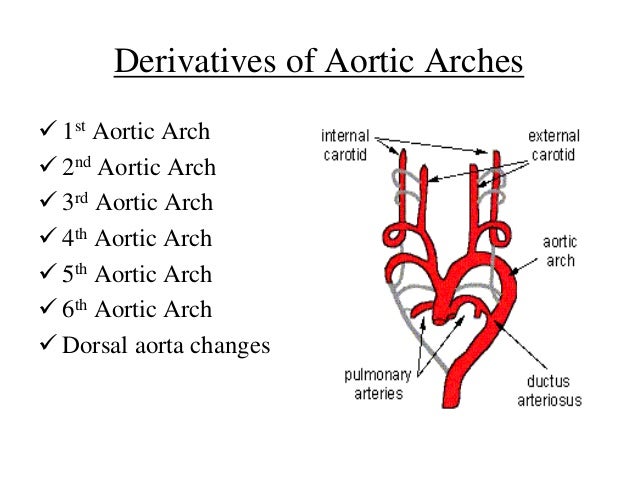 definition of aortic arch definition of aortic arch