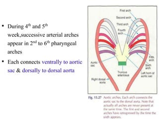 • During 4th and 5th
week,successive arterial arches
appear in 2nd to 6th pharyngeal
arches
• Each connects ventrally to aortic
sac & dorsally to dorsal aorta
 