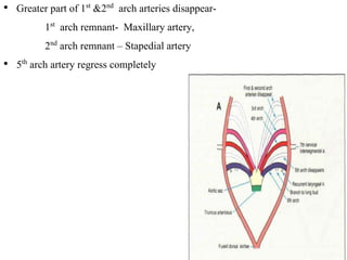 • Greater part of 1st &2nd arch arteries disappear-
1st arch remnant- Maxillary artery,
2nd arch remnant – Stapedial artery
• 5th arch artery regress completely
 