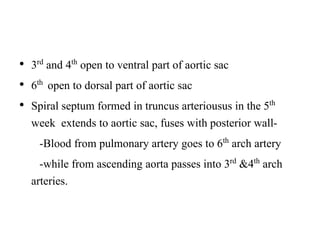 • 3rd and 4th open to ventral part of aortic sac
• 6th open to dorsal part of aortic sac
• Spiral septum formed in truncus arteriousus in the 5th
week extends to aortic sac, fuses with posterior wall-
-Blood from pulmonary artery goes to 6th arch artery
-while from ascending aorta passes into 3rd &4th arch
arteries.
 