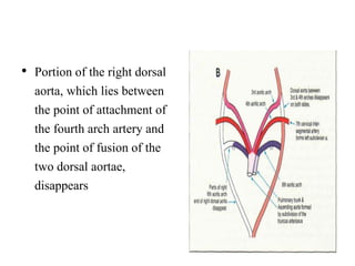 • Portion of the right dorsal
aorta, which lies between
the point of attachment of
the fourth arch artery and
the point of fusion of the
two dorsal aortae,
disappears
 