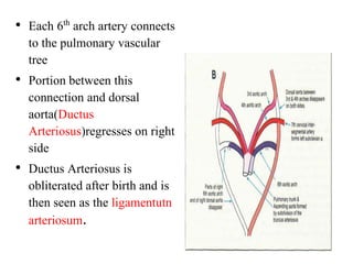• Each 6th arch artery connects
to the pulmonary vascular
tree
• Portion between this
connection and dorsal
aorta(Ductus
Arteriosus)regresses on right
side
• Ductus Arteriosus is
obliterated after birth and is
then seen as the ligamentutn
arteriosum.
 