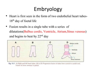 Embryology
• Heart is first seen in the form of two endothelial heart tubes-
18th day of foetal life
• Fusion results in a single tube with a series of
dilatations(Bulbus cordis, Ventricle, Atrium,Sinus venosus)
and begins to beat by 22nd day
 