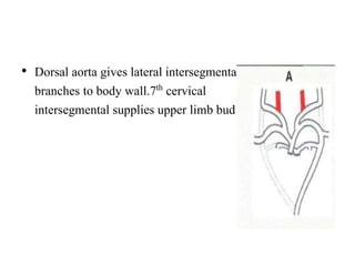 • Dorsal aorta gives lateral intersegmental
branches to body wall.7th cervical
intersegmental supplies upper limb bud
 