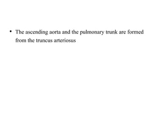 • The ascending aorta and the pulmonary trunk are formed
from the truncus arteriosus
 