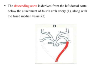 • The descending aorta is derived from the left dorsal aorta,
below the attachment of fourth arch artery (1), along with
the fused median vessel (2)
 