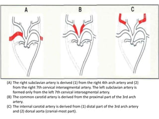 (A) The right subclavian artery is derived (1) from the right 4th arch artery and {2)
from the right 7th cervical intersegmental artery. The left subclavian artery is
formed only from the left 7th cervical intersegmental artery.
(B) The common carotid artery is derived from the proximal part of the 3rd arch
artery.
(C) The internal carotid artery is derived from (1) distal part of the 3rd arch artery
and (2) dorsal aorta (cranial-most part).
 