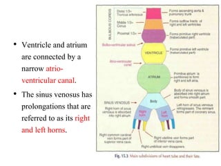 • Ventricle and atrium
are connected by a
narrow atrio-
ventricular canal.
• The sinus venosus has
prolongations that are
referred to as its right
and left horns.
 