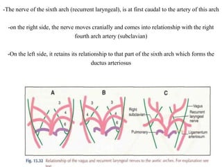-The nerve of the sixth arch (recurrent laryngeal), is at first caudal to the artery of this arch
-on the right side, the nerve moves cranially and comes into relationship with the right
fourth arch artery (subclavian)
-On the left side, it retains its relationship to that part of the sixth arch which forms the
ductus arteriosus
 