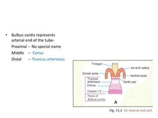 • Bulbus cordis represents
arterial end of the tube-
Proximal -- No special name
Middle -- Conus
Distal -- Truncus arteriosus
 