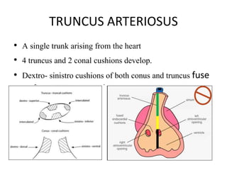 TRUNCUS ARTERIOSUS
• A single trunk arising from the heart
• 4 truncus and 2 conal cushions develop.
• Dextro- sinistro cushions of both conus and truncus fuse
to form Conotruncal septum
 