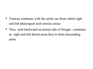 • Truncus continues with the aortic sac from which right
and left pharyngeal arch arteries arises
• They arch backward on lateral side of foregut –continues
as right and left dorsal aorta-fuse to form descending
aorta
 