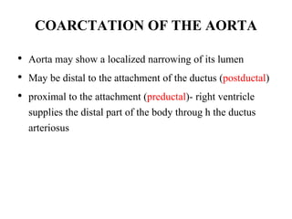 COARCTATION OF THE AORTA
• Aorta may show a localized narrowing of its lumen
• May be distal to the attachment of the ductus (postductal)
• proximal to the attachment (preductal)- right ventricle
supplies the distal part of the body throug h the ductus
arteriosus
 
