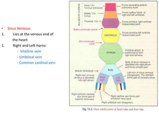• Sinus Venosus
1. Lies at the venous end of
the heart
1. Right and Left horns-
- Vitelline vein
- Umbilical vein
- Common cardinal vein
 