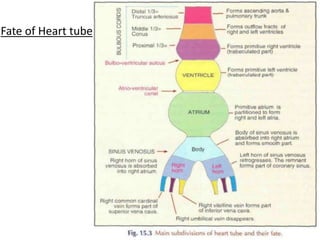 Fate of Heart tube
 