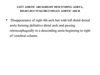 LEFT AORTIC ARCH,RIGHT DESCENDING AORTA,
RIGHT.DUCTUS(CIRCUMFLEX AORTIC ARCH
• Disappearance of right 4th arch but with left distal dorsal
aorta forming definitive distal arch and passing
retroesophageally to a descending aorta beginning to right
of vertebral column.
 