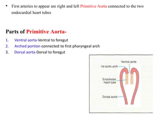 • First arteries to appear are right and left Primitive Aorta connected to the two
endocardial heart tubes
Parts of Primitive Aorta-
1. Ventral aorta-Ventral to foregut
2. Arched portion-connected to first pharyngeal arch
3. Dorsal aorta-Dorsal to foregut
 