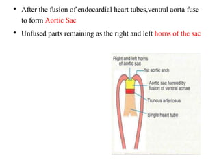 • After the fusion of endocardial heart tubes,ventral aorta fuse
to form Aortic Sac
• Unfused parts remaining as the right and left horns of the sac
 
