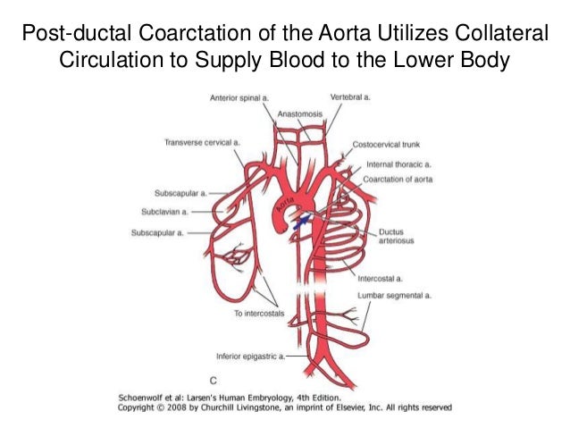 definition of aortic arch definition of aortic arch
