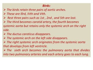 Birds:
 The birds retain three pairs of aortic arches.
 These are lllrd, IVth and VIth.
 Rest three pairs such as 1st , 2nd , and 5th are lost.
 The third becomes carotid artery, the fourth becomes
systemic aorta but retains only the systemic arch on the right
side.
 The ductus caroticus disappears.
 The systemic arch on the left side disappears.
 The right systemic arch originates from the systemic aorta
that develops from left ventricle.
 The sixth arch becomes the pulmonary aorta that divides
into two pulmonary arteries and each artery goes to each lung.
 
