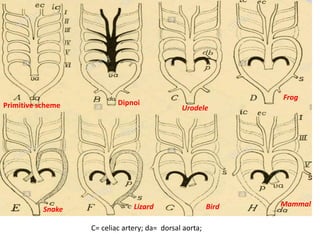C= celiac artery; da= dorsal aorta;
Primitive scheme Dipnoi
Urodele
Frog
Lizard Bird Mammal
Snake
 