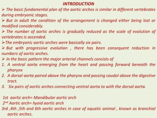 INTRODUCTION
 The basic fundamental plan of the aortic arches is similar in different vertebrates
during embryonic stages.
 But in adult the condition of the arrangement is changed either being lost or
modified considerably.
 The number of aortic arches is gradually reduced as the scale of evolution of
vertebrates is ascended.
The embryonic aortic arches were basically six pairs.
 But with progressive evolution , there has been consequent reduction in
numbers of aortic arches.
 In the basic pattern the major arterial channels consists of
1. A ventral aorta emerging from the heart and passing forward beneath the
pharynx
2. A dorsal aorta paired above the pharynx and passing caudal above the digestive
tract.
3. Six pairs of aortic arches connecting ventral aorta to with the dorsal aorta.
1st aortic arch= Mandibular aortic arch
2nd Aortic arch= hyoid aortic arch
3rd ,4th ,5th and 6th aortic arches in case of aquatic animal , known as branchial
aortic arches.
 