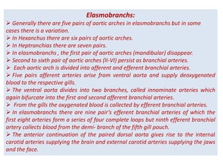 Elasmobranchs:
 Generally there are five pairs of aortic arches in elasmobranchs but in some
cases there is a variation.
 In Hexanchus there are six pairs of aortic arches.
 In Heptranchias there are seven pairs.
 In elasmobranchs , the first pair of aortic arches (mandibular) disappear.
 Second to sixth pair of aortic arches (II-VI) persist as branchial arteries.
 Each aortic arch is divided into afferent and efferent branchial arteries.
 Five pairs afferent arteries arise from ventral aorta and supply deoxygenated
blood to the respective gills.
 The ventral aorta divides into two branches, called innominate arteries which
again bifurcate into the first and second afferent branchial arteries.
 From the gills the oxygenated blood is collected by efferent branchial arteries.
 In elasmobranchs there are nine pair’s efferent branchial arteries of which the
first eight arteries form a series of four complete loops but ninth efferent branchial
artery collects blood from the demi- branch of the fifth gill pouch.
 The anterior continuation of the paired dorsal aorta gives rise to the internal
carotid arteries supplying the brain and external carotid arteries supplying the jaws
and the face.
 