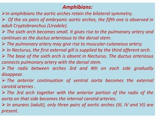 Amphibians:
In amphibians the aortic arches retain the bilateral symmetry.
 Of the six pairs of embryonic aortic arches, the fifth one is observed in
adult Cryptobranchus (Urodele).
 The sixth arch becomes small. It gives rise to the pulmonary artery and
continues as the ductus arteriosus to the dorsal stem.
 The pulmonary artery may give rise to muscular-cutaneous artery.
 In Necturus, the first external gill is supplied by the third afferent arch.
 The base of the sixth arch is absent in Necturus. The ductus arteriosus
connects pulmonary artery with the dorsal stem.
 The radix between arches 3rd and 4th on each side gradually
disappear.
 The anterior continuation of ventral aorta becomes the external
carotid arteries .
 The 3rd arch together with the anterior portion of the radix of the
aorta on that side becomes the internal carotid arteries.
 In anurans (adult), only three pairs of aortic arches (III, IV and VI) are
present.
 