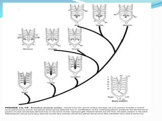 Aortic arches in vertebrates
