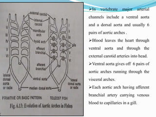 In vertebrate major arterial
channels include a ventral aorta
and a dorsal aorta and usually 6
pairs of aortic arches .
Blood leaves the heart through
ventral aorta and through the
external carotid arteries into head.
Ventral aorta gives off 6 pairs of
aortic arches running through the
visceral arches.
Each aortic arch having afferent
branchial artery carrying venous
blood to capillaries in a gill.
 