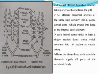 A dorsal efferent branchial arteries
taking arteriole blood from the gill.
 All efferent branchial arteries of
the same side dorsally join a lateral
dorsal aorta which extend into head
as the internal carotid artery.
 each lateral aortae units to form a
single median dorsal aorta which
continue into tail region as caudal
artery.
Branches from these main arteriole
channels supply all parts of the
vertebrate body
 