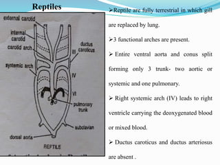 Reptiles Reptile are fully terrestrial in which gill
are replaced by lung.
3 functional arches are present.
 Entire ventral aorta and conus split
forming only 3 trunk- two aortic or
systemic and one pulmonary.
 Right systemic arch (IV) leads to right
ventricle carrying the deoxygenated blood
or mixed blood.
 Ductus caroticus and ductus arteriosus
are absent .
 