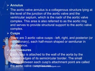  Annulus
• The aortic valve annulus is a collagenous structure lying at
the level of the junction of the aortic valve and the
ventricular septum, which is the nadir of the aortic valve
complex. This area is also referred to as the aortic ring
and serves to provide structural support to the aortic valve
complex.
 Cusps
• There are 3 aortic valve cusps - left, right, and posterior (or
noncoronary), each half-moon shaped or semilunar in
appearance.
 Commissures
• Each cusp is attached to the wall of the aorta by the
outward edges of its semicircular border. The small
spaces between each cusp's attachment point are called
the aortic valve commissuresvitrag24-www.medicalgeek.com
 