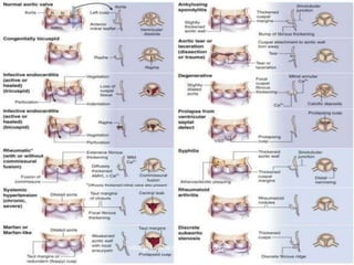 vitrag24-www.medicalgeek.com
 