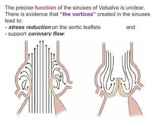 The precise function of the sinuses of Valsalva is unclear.
There is evidence that “the vortices” created in the sinuses
lead to:
- stress reduction on the aortic leaflets and
- support coronary flow.
 