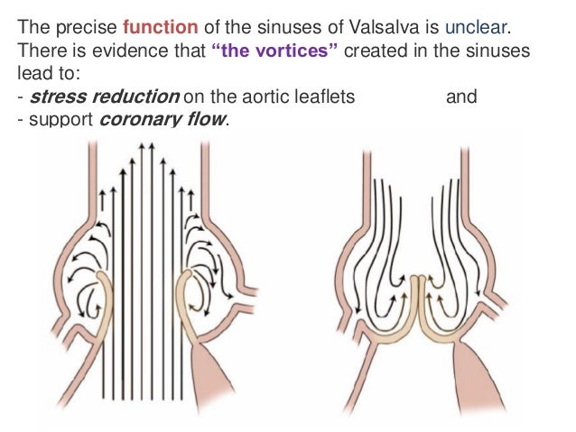 Aortic root anatomy