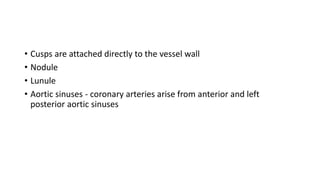• Cusps are attached directly to the vessel wall
• Nodule
• Lunule
• Aortic sinuses - coronary arteries arise from anterior and left
posterior aortic sinuses
 