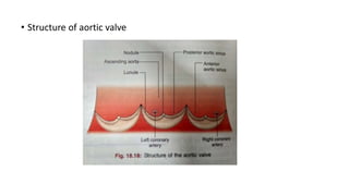 • Structure of aortic valve
 