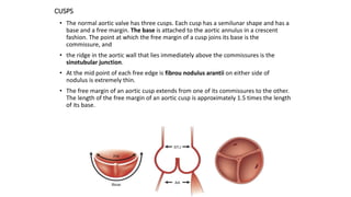 CUSPS
• The normal aortic valve has three cusps. Each cusp has a semilunar shape and has a
base and a free margin. The base is attached to the aortic annulus in a crescent
fashion. The point at which the free margin of a cusp joins its base is the
commissure, and
• the ridge in the aortic wall that lies immediately above the commissures is the
sinotubular junction.
• At the mid point of each free edge is fibrou nodulus arantii on either side of
nodulus is extremely thin.
• The free margin of an aortic cusp extends from one of its commissures to the other.
The length of the free margin of an aortic cusp is approximately 1.5 times the length
of its base.
 
