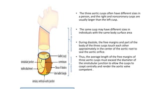 CUSPS
• The three aortic cusps often have different sizes in
a person, and the right and noncoronary cusps are
usually larger than the left cusp.
• The same cusp may have different sizes in
individuals with the same body surface area
• During diastole, the free margins and part of the
body of the three cusps touch each other
approximately in the center of the aortic root to
seal the aortic orifice.
• Thus, the average length of the free margins of
three aortic cusps must exceed the diameter of
the sinotubular junction to allow the cusps to
coapt centrally and render the aortic valve
competent .
 