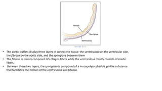 • The aortic leaflets display three layers of connective tissue: the ventriculosa on the ventricular side,
the fibrosa on the aortic side, and the spongiosa between them
• The fibrosa is mainly composed of collagen fibers while the ventriculosa mostly consists of elastic
fibers.
• Between these two layers, the spongiosa is composed of a mucopolysaccharide gel-like substance
that facilitates the motion of the ventriculosa and fibrosa.
 