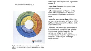 RIGHT CORONARY SINUS
• entire right coronary sinus lies adjacent to
the RVOT.
• central part lies adjacent to the crista
supraventricularis,
• left part is adjacent to the area of the
RVOT in the angle between the crista
supraventricularis and the pulmonary
valve.
• posterior (noncoronary) part of the right
coronary sinus is related to the area of the
right ventricle posteroinferior to the crista
supraventricularis.
• Inferiorly, the entire right coronary sinus
is related to the interventricular septum;
the muscular septum lies under the
central and left parts, while either
membranous or muscular septum may lie
under the posterior part of the right
coronary sinus.
 