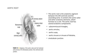 AORTIC ROOT
• The aortic root is the anatomic segment
between the left ventricle and the
ascending aorta. It contains the aortic valve
and other anatomic elements, which
function as a unit. The aortic root has
several anatomic components:
• subcommissural triangles,
• aortic annulus,
• aortic cusps,
• aortic sinuses or sinuses of Valsalva,
• sinotubular junction.
 
