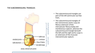 THE SUBCOMMISSURAL TRIANGLES
• The subcommissural triangles are
part of the left ventricular out fow
tract,
• The subcommissural triangles of
the noncoronary aortic cusp are
fibrous extension of the
intervalvular fibrous body and
membranous septum, whereas the
subcommissural triangle beneath
the left and the right aortic cusps is
an extension of the muscular
interventricular septum.
 