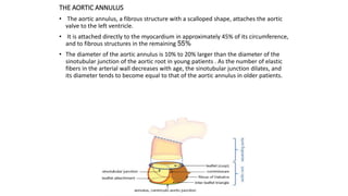THE AORTIC ANNULUS
• The aortic annulus, a fibrous structure with a scalloped shape, attaches the aortic
valve to the left ventricle.
• It is attached directly to the myocardium in approximately 45% of its circumference,
and to fibrous structures in the remaining 55%
• The diameter of the aortic annulus is 10% to 20% larger than the diameter of the
sinotubular junction of the aortic root in young patients . As the number of elastic
fibers in the arterial wall decreases with age, the sinotubular junction dilates, and
its diameter tends to become equal to that of the aortic annulus in older patients.
 